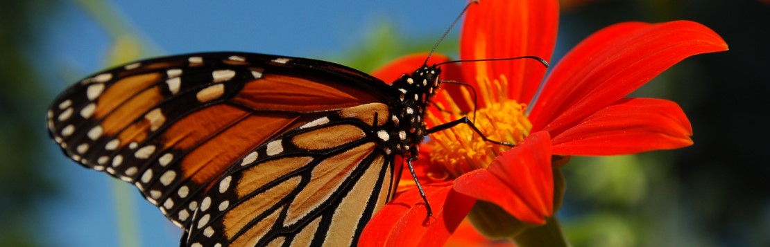 SITES_HABITAT_GP05.01_BugBnB_Links_Monarch Butterfly on Tithonia_Banner.jpg